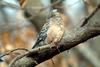 멧비둘기 Streptopelia orientalis (Oriental Turtle Dove)