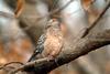 멧비둘기 Streptopelia orientalis (Oriental Turtle Dove)