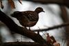 멧비둘기 Streptopelia orientalis (Oriental Turtle Dove)