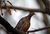 멧비둘기 Streptopelia orientalis (Oriental Turtle Dove)