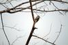 쇠딱다구리 Dendrocopos kizuki (Japanese Pygmy Woodpecker)