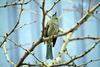 직박구리 Ixos amaurotis (Brown-eared Bulbul)