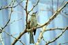 직박구리 Ixos amaurotis (Brown-eared Bulbul)