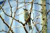 직박구리 Ixos amaurotis (Brown-eared Bulbul)