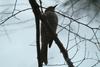 직박구리 Ixos amaurotis (Brown-eared Bulbul)