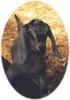 nubian kid goat