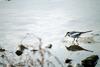 백할미새 Motacilla lugens (Black-backed Wagtail)