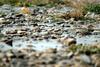 백할미새 Motacilla lugens (Black-backed Wagtail)