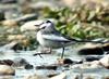 Black-backed Wagtail (Motacilla lugens)