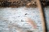 논병아리의 등평도수 Podiceps ruficollis poggei (Little Grebe)