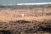 쇠백로 비행 Egretta garzetta garzetta (Little Egret)