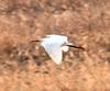 Little Egret in flight