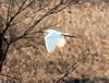 Little Egret in flight