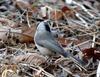 Parus palustris hellmayri (Marsh Tit)