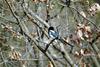 까치 Pica pica (Black-billed Magpie)