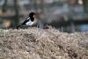 까치 Pica pica (Black-billed Magpie)