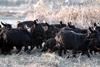 흑염소 무리 Capra hircus (Black Goats)