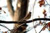 새 --> 노랑턱멧새 암컷 Emberiza elegans (Yellow -throated Bunting)
