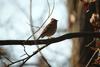 새 --> 노랑턱멧새 암컷 Emberiza elegans (Yellow -throated Bunting)