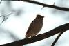 새 --> 노랑턱멧새 암컷 Emberiza elegans (Yellow -throated Bunting)