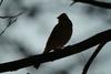 새 --> 노랑턱멧새 암컷 Emberiza elegans (Yellow -throated Bunting)