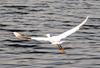 Little Egret in flight