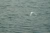 쇠백로 Egretta garzetta garzetta (Little Egret)