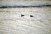 논병아리 Podiceps ruficollis poggei (Little Grebe)