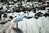 쇠백로 Egretta garzetta garzetta (Little Egret)