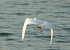 Little Egret in flight