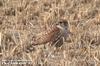 쇠황조롱이 Falco columbarius (Merlin)