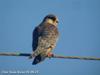 비둘기조롱이 Falco amurensis (Amur Falcon)