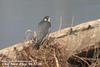 매 Falco peregrinus (Peregrine Falcon)