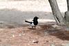 까치 Pica pica (Black-billed Magpie)