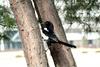 나무타는 까치 Pica pica (Black-billed Magpie)