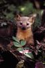 European Pine Marten (Martes martes)