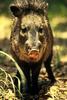 Collared Peccary (Pecari tajacu)