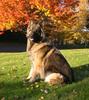 ISSR Shiloh Shepherd