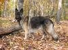 ISSR Shiloh Shepherd