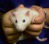 My Rat