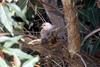 Mourning Dove (Zenaida macroura)