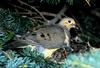 Mourning Dove on nest (Zenaida macroura)