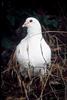 Rock Dove (Columba livia)