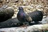 Rock Dove (Columba livia)