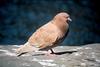 Rock Dove (Columba livia)