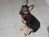 Kandy  ( German Shepperd )