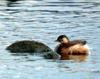 Little Grebe (Podiceps ruficollis poggei)