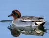 Common Teal (Anas crecca crecca)