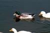 집오리 Anas platyrhynchos domesticus (Domestic Ducks)