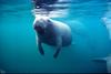 West Indian Manatee (Trichechus manatus)